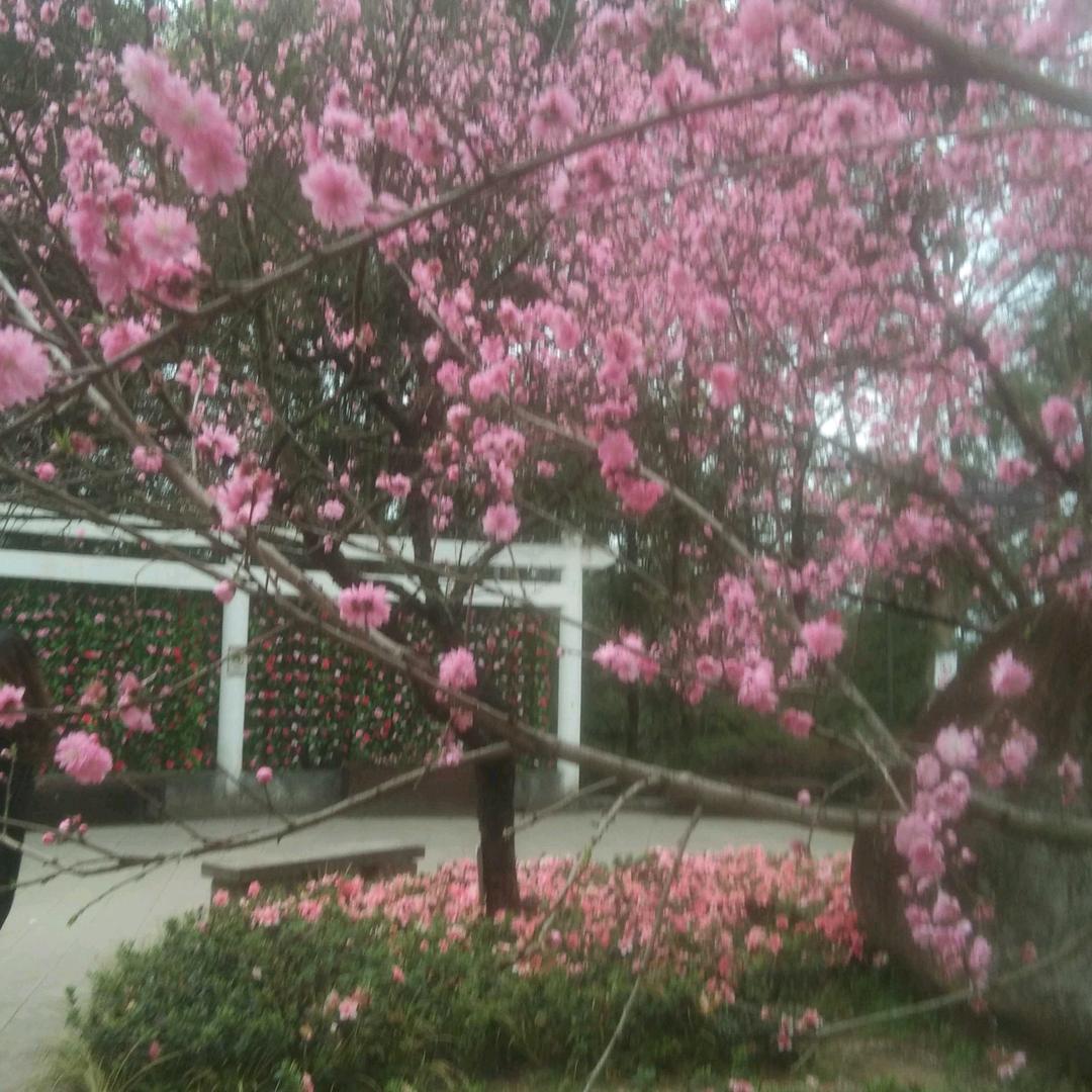 梁炳容