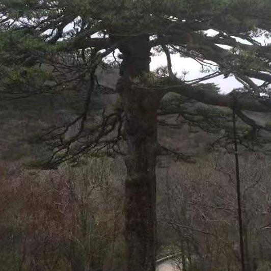 九锅