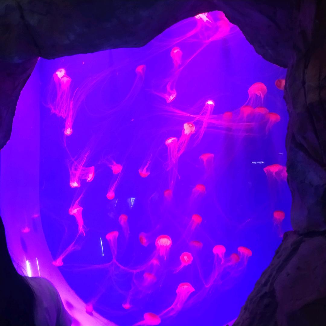 俺家是种苹果的