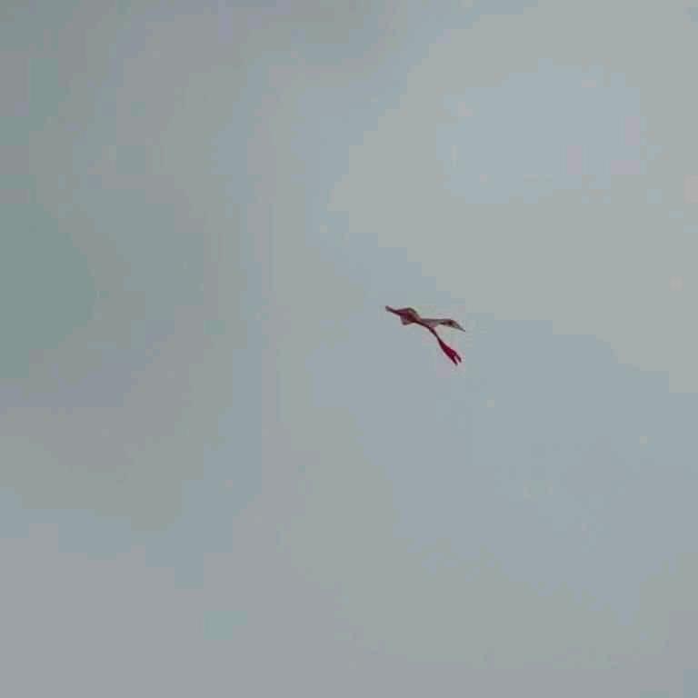雾里看花.