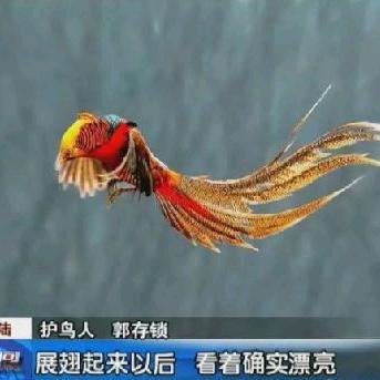 柠檬的味道