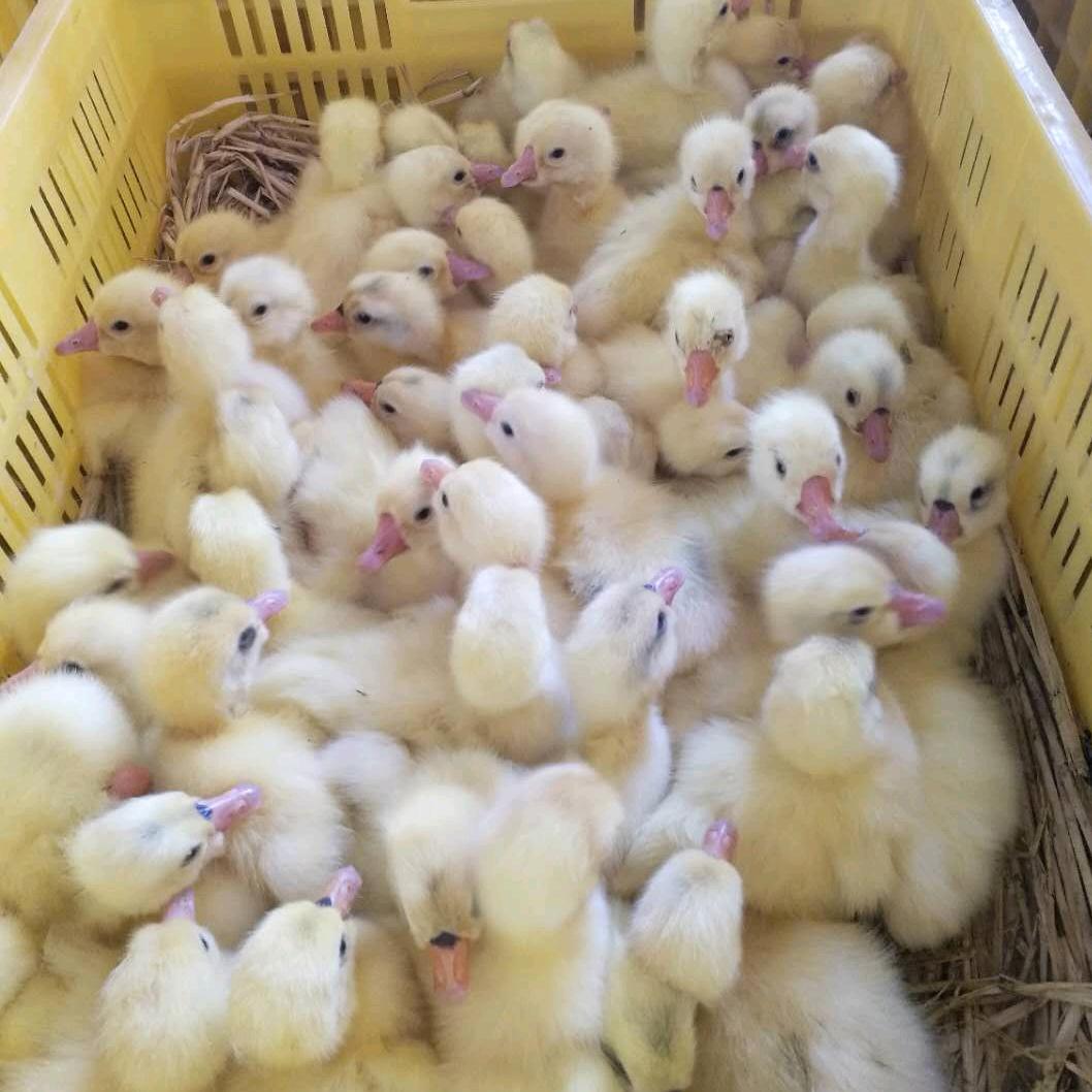 山东三合源禽业