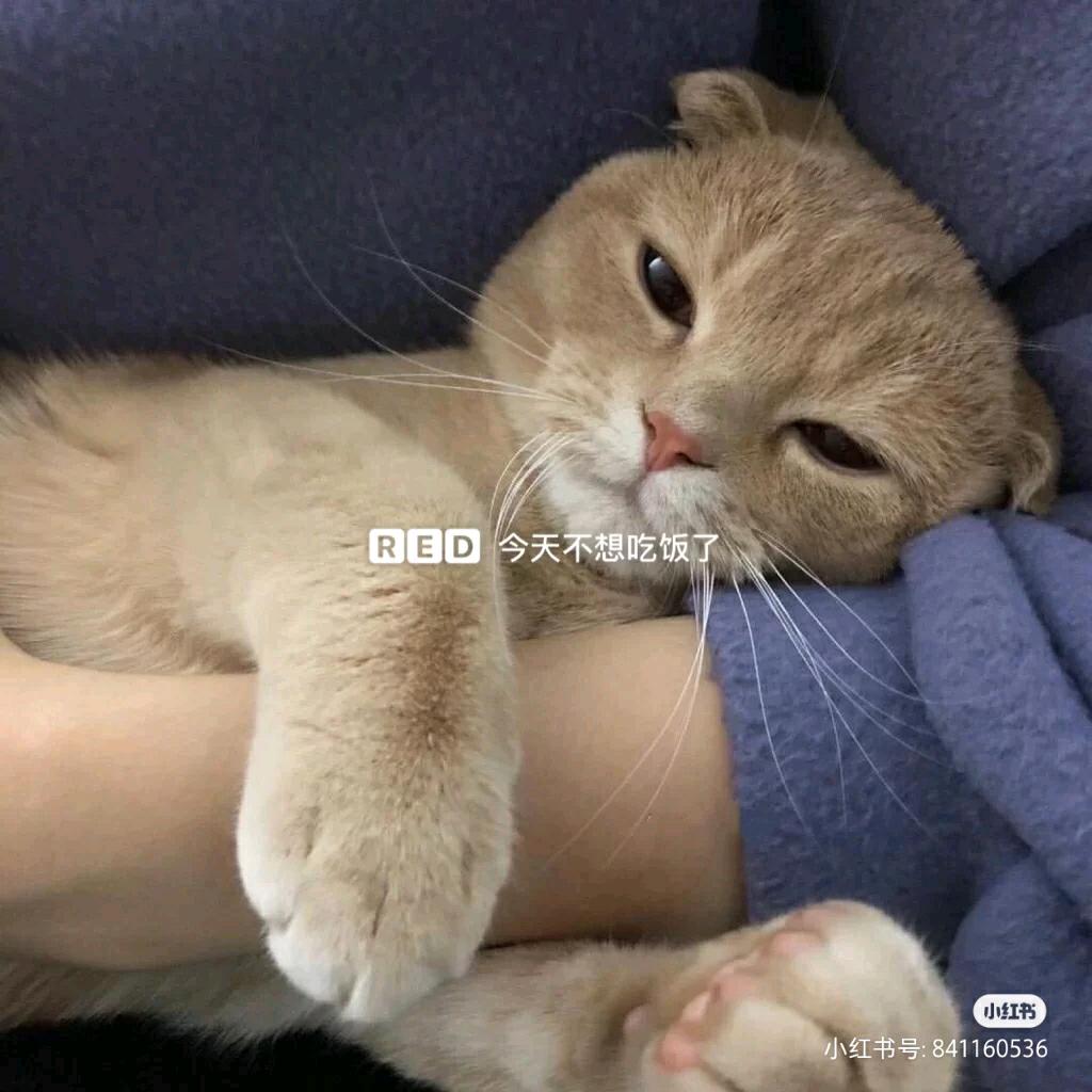 爱喝奶茶的仙草