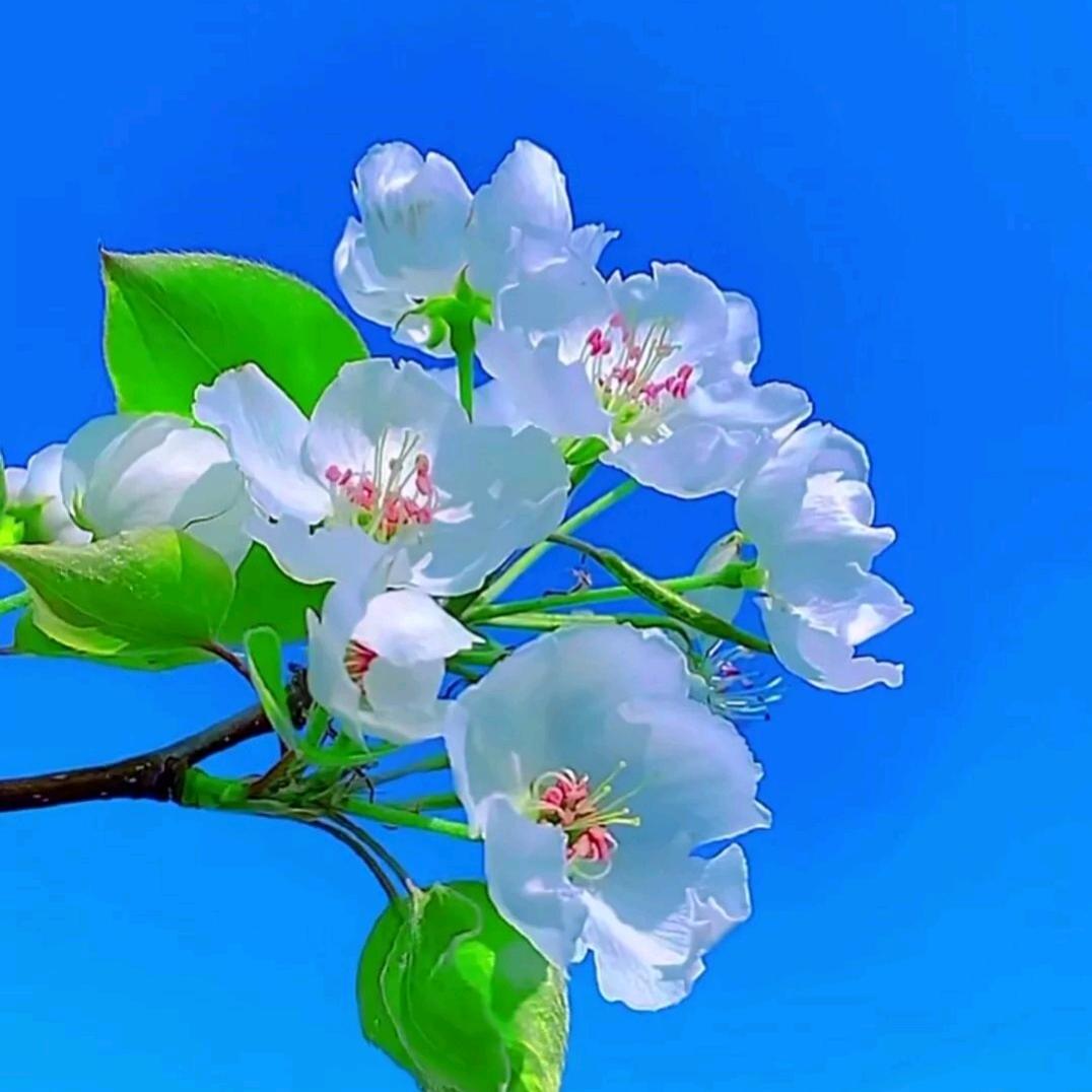 阿帕克