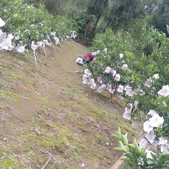 风中的密汁