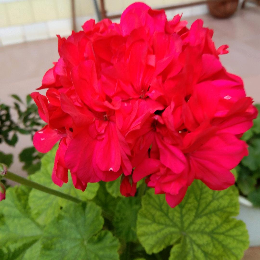 小芳芳