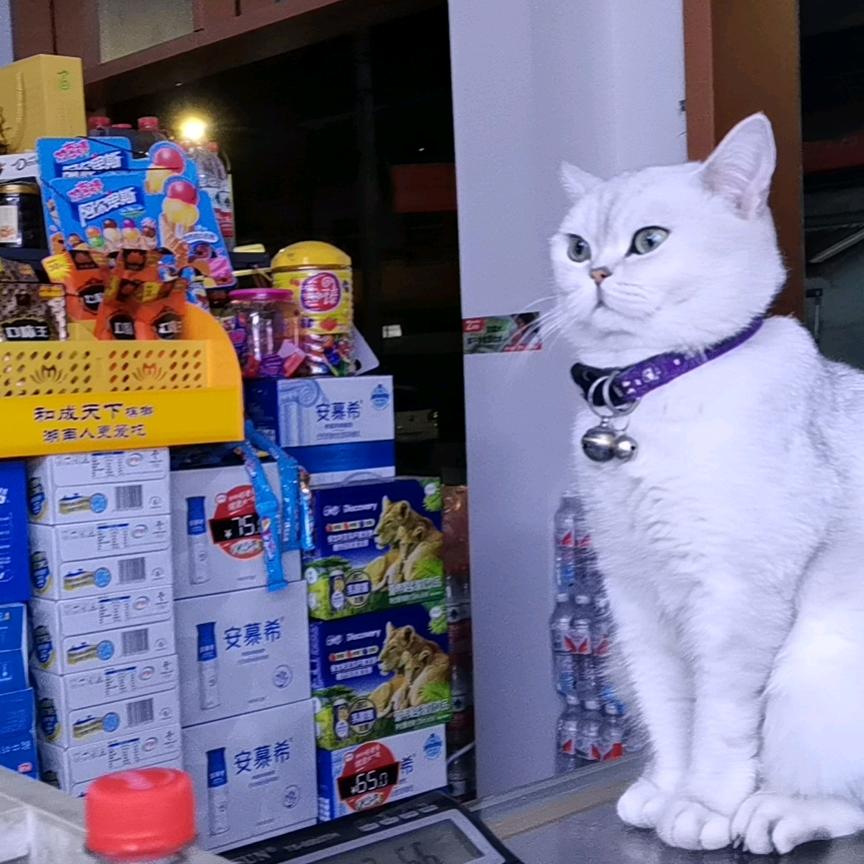 蓝天白云🐯
