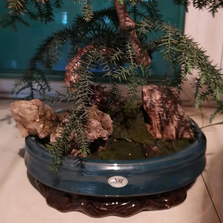 炎焱