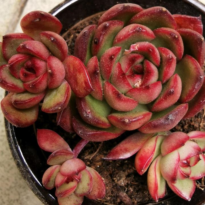 念🧚‍♀️🌹