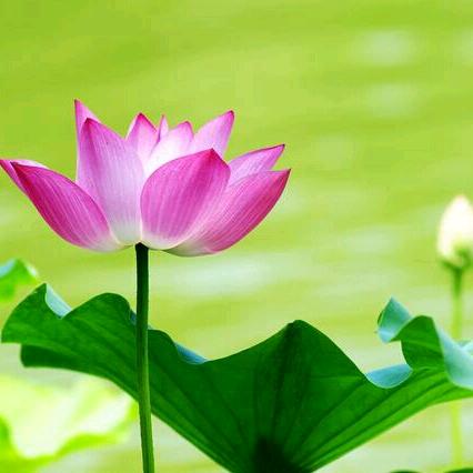 你是我的唯一。