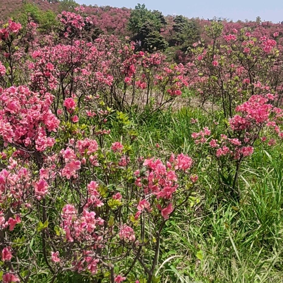 手机用户87288856221