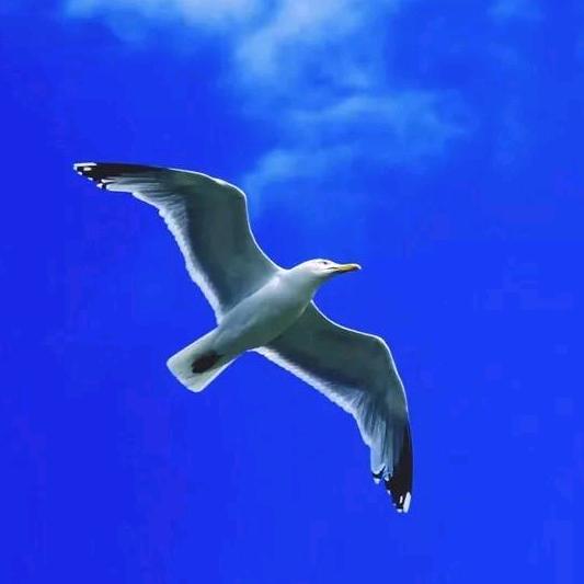 闯吃喝玩乐一条龙