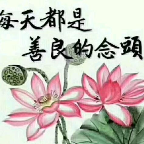 夏莲