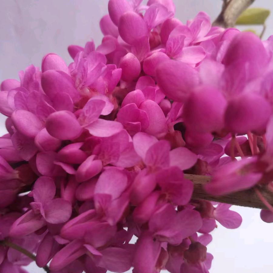 芳姐