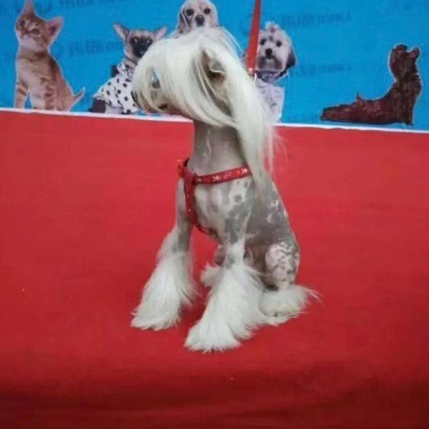 六毛冠毛犬舍