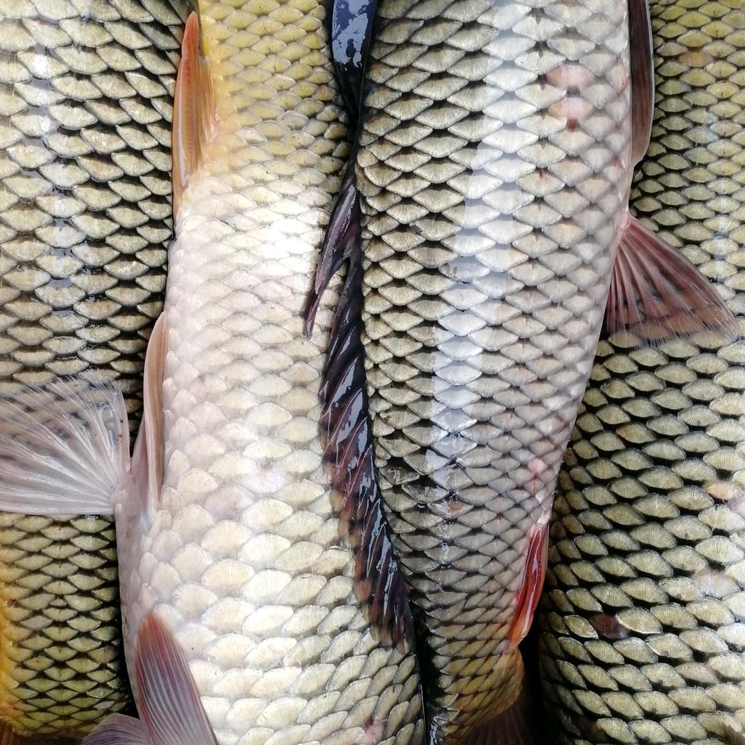 青春飞扬