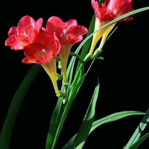 用户2258481627892香雪兰