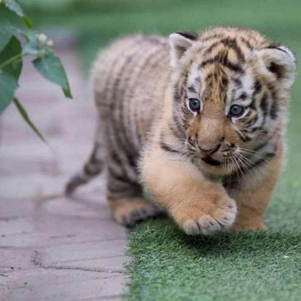 无非写诗