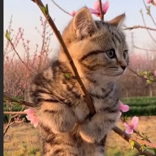 磁县好莱屋糕点培训