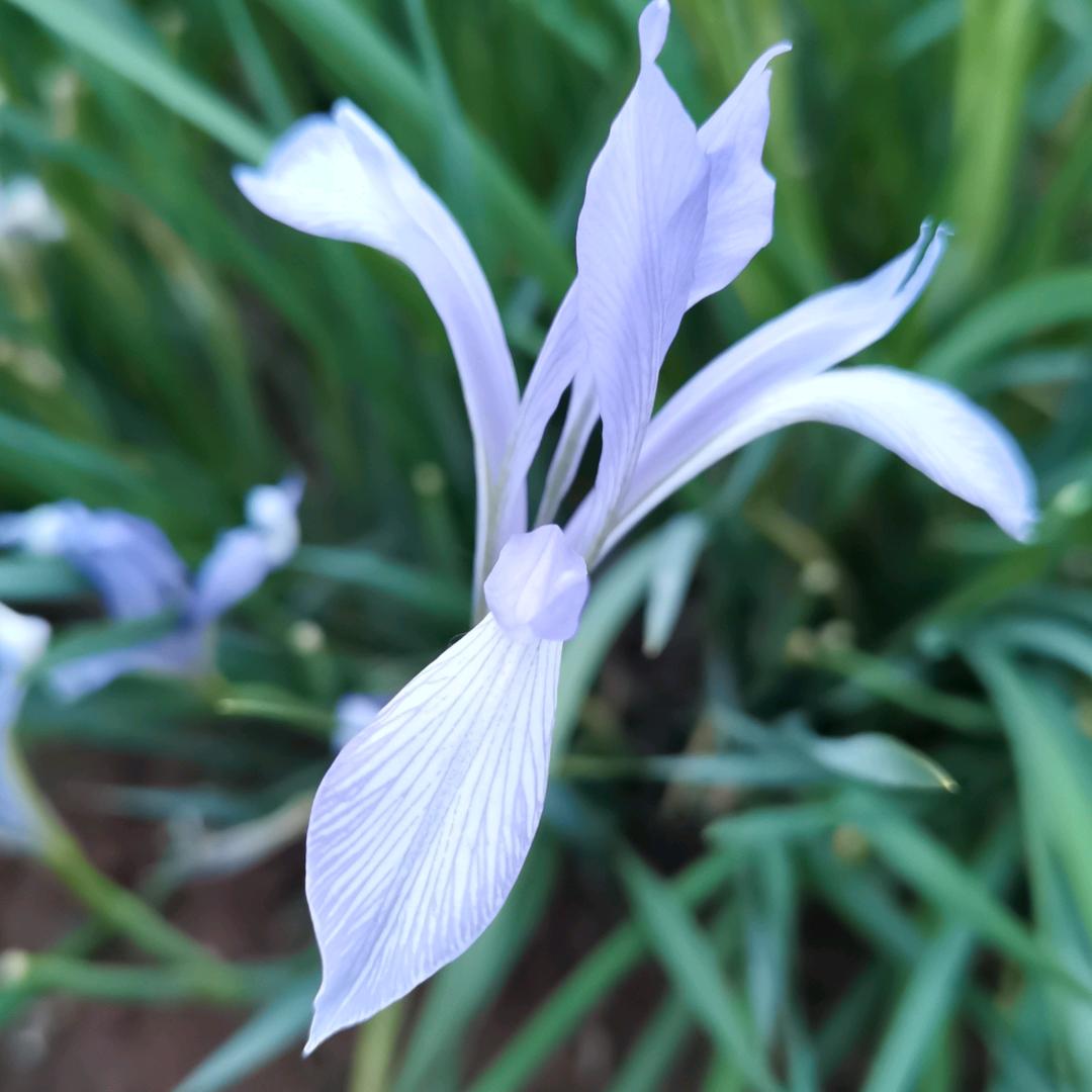 椰子