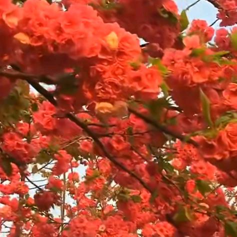 芳骅