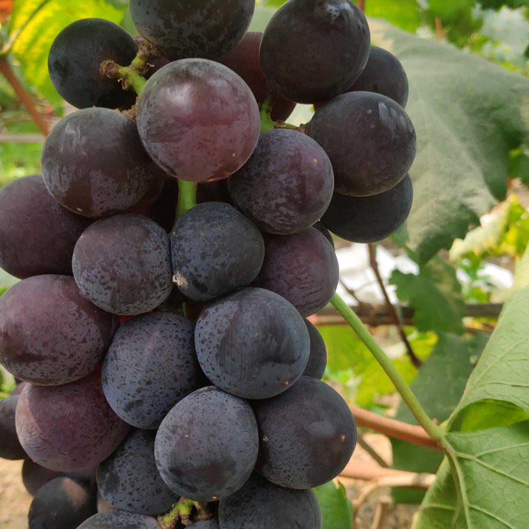 国友田园采摘园