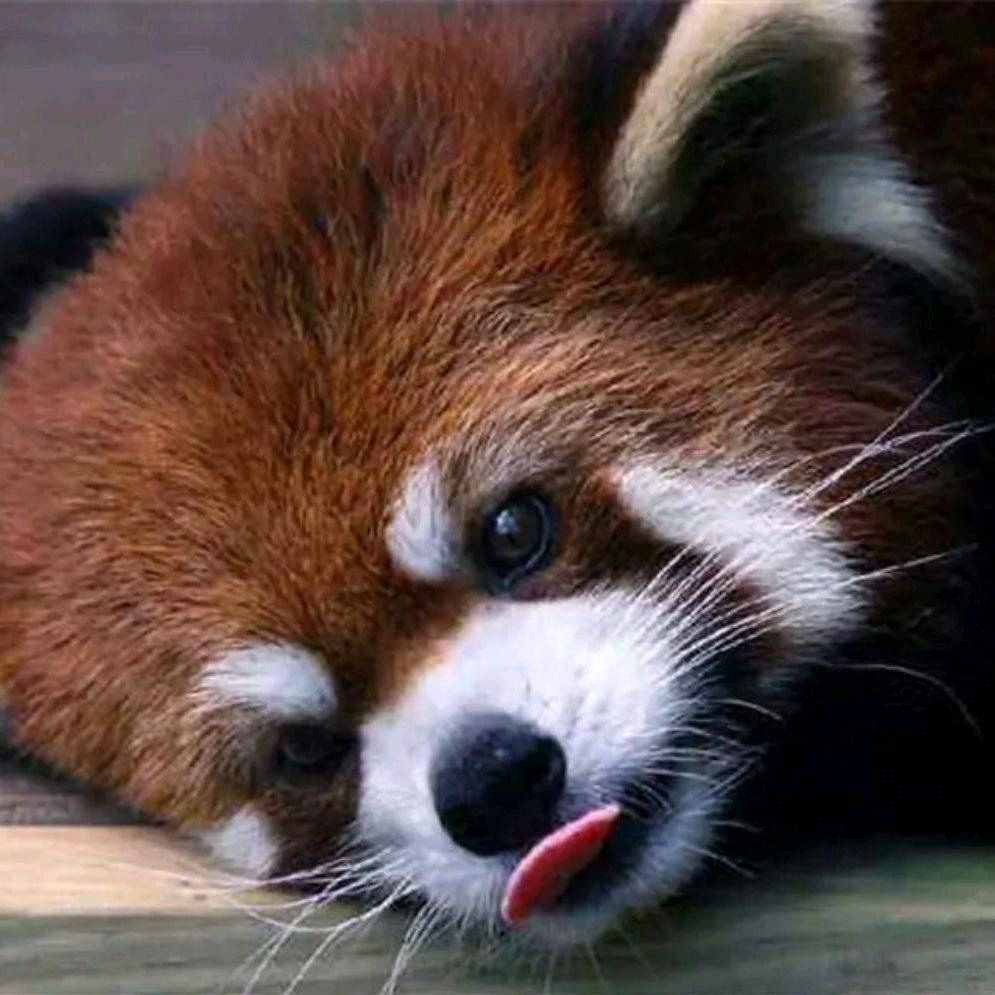 SN_素纸（打烊中）