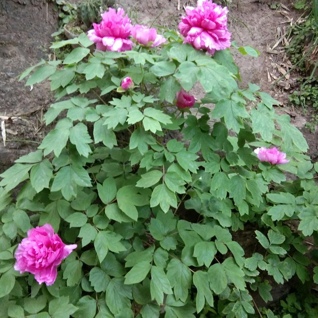 68年腊月猴.廖大妹