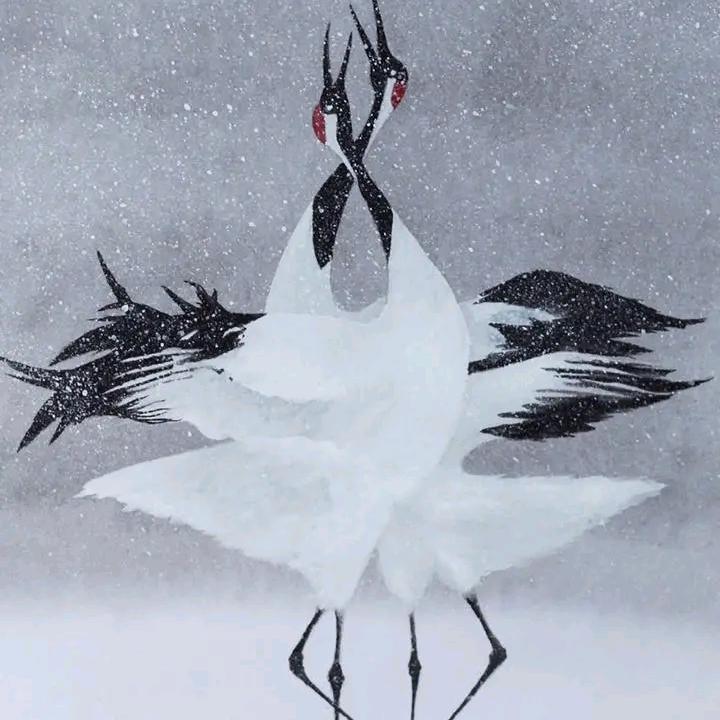 下雪缘