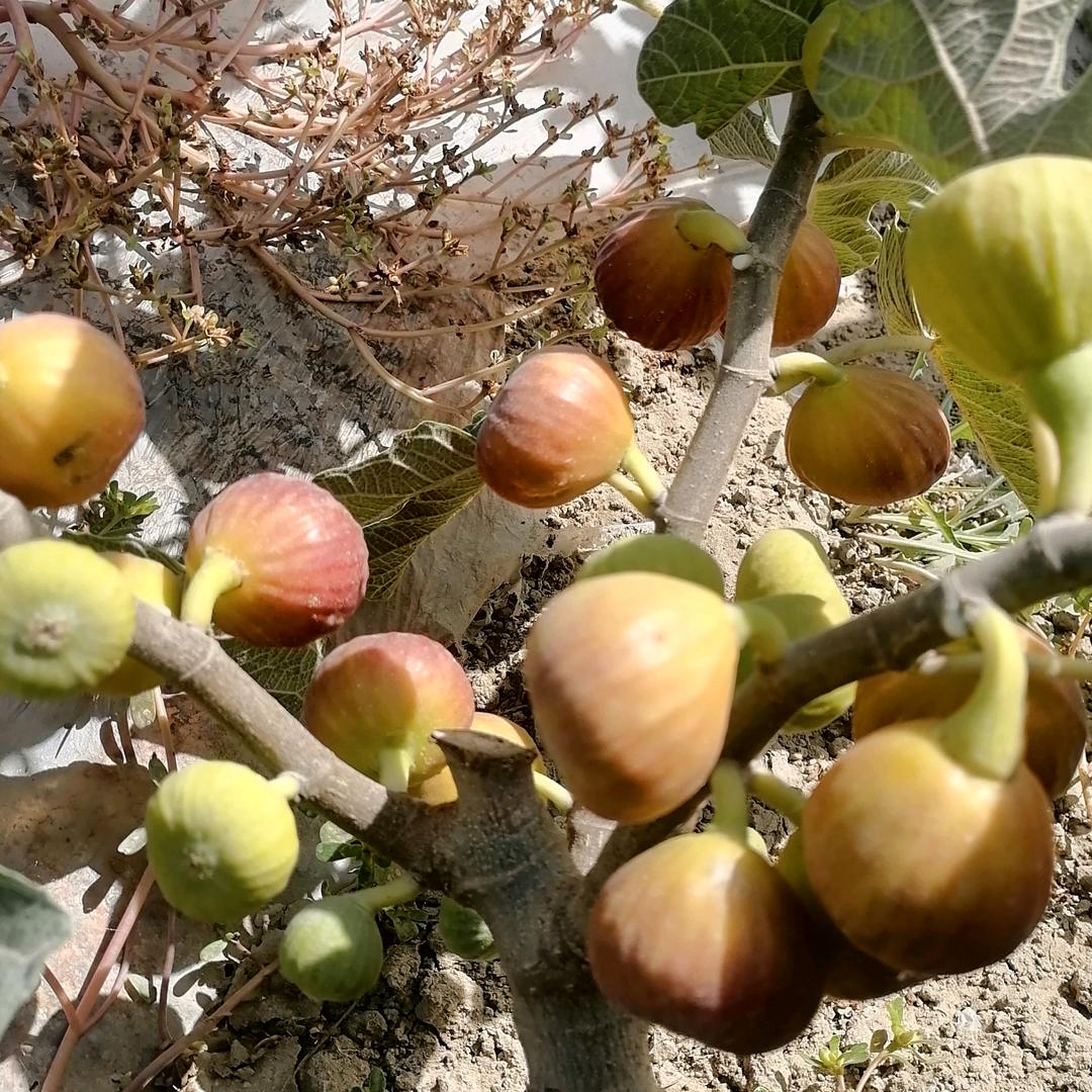 徐姐生态家庭农场