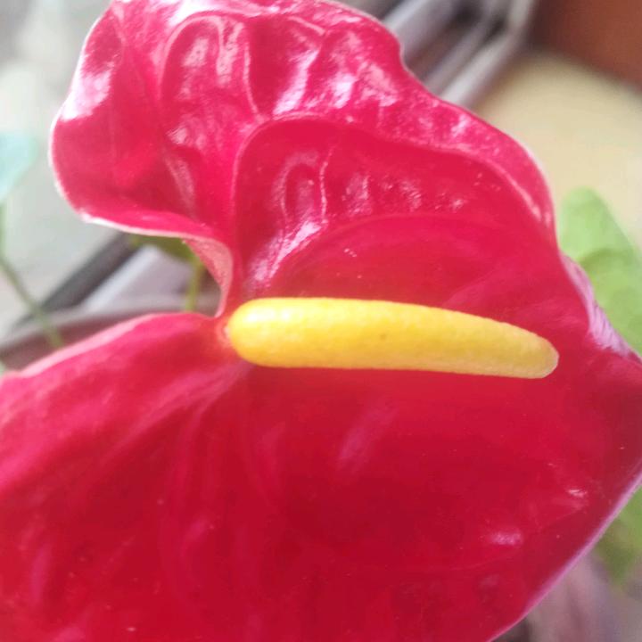 娜时花开&