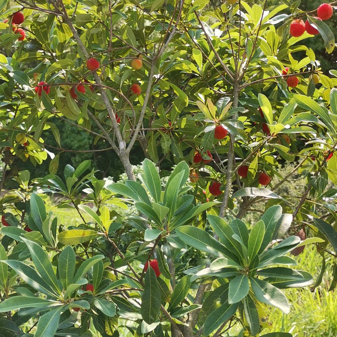 一样的天空🌴🌴🌴