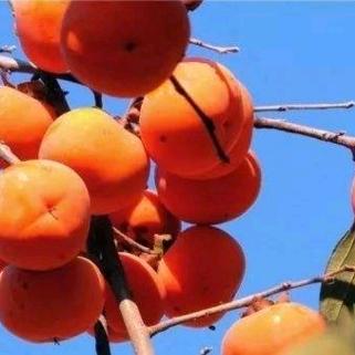 笑容（方巷锅贴）