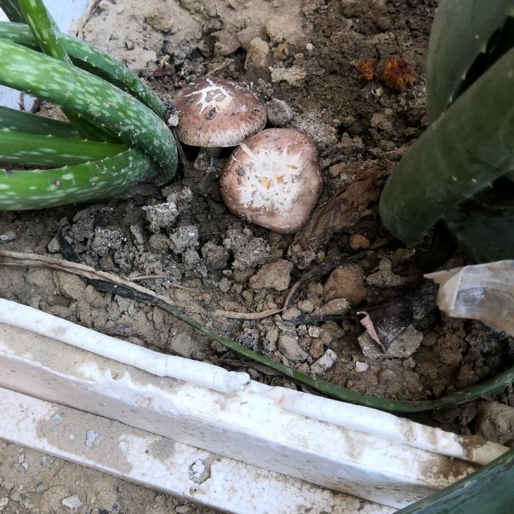 投缘状