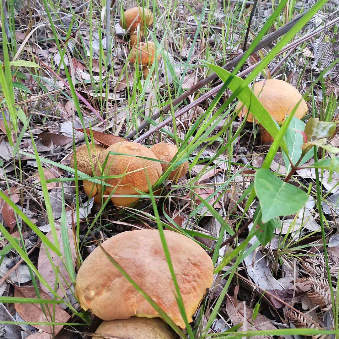 🌾晨雨幽兰🌾