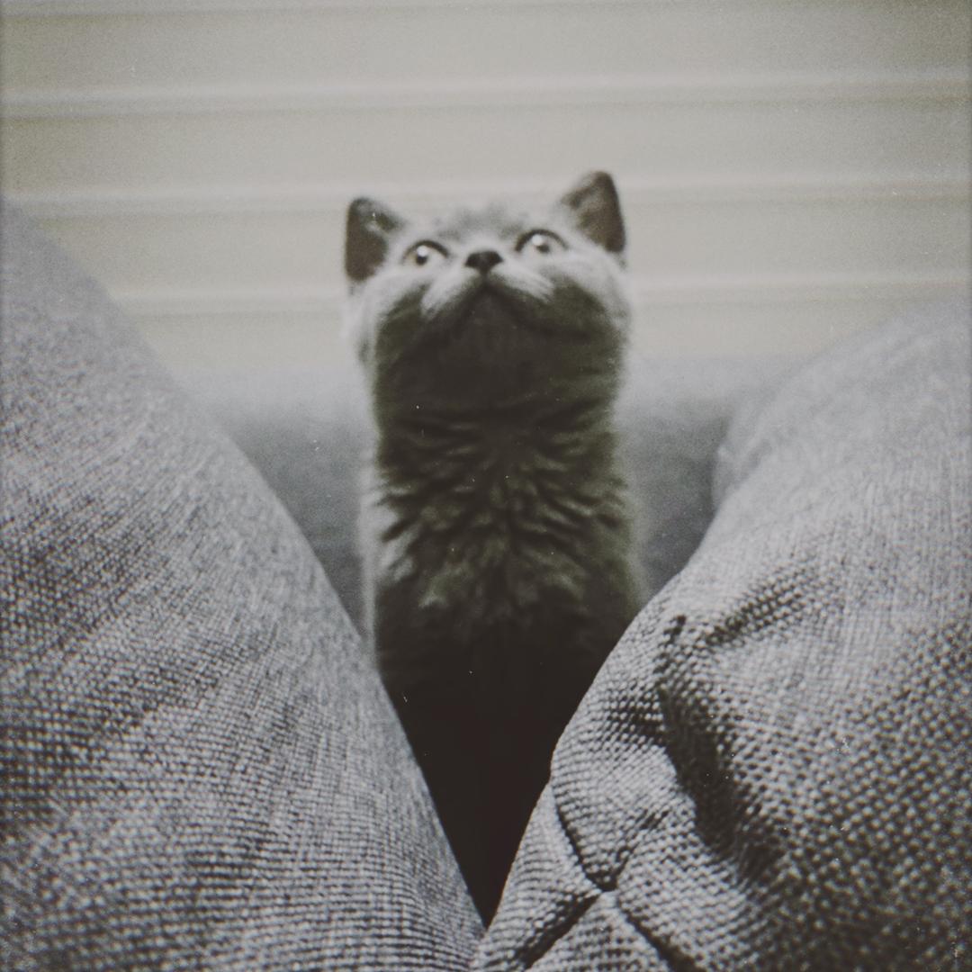 🥝🐈‍⬛猕猴桃猫🔜福瑞八