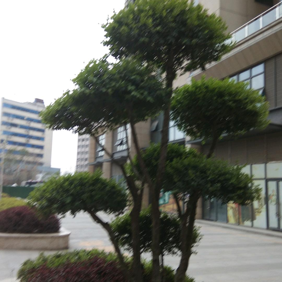 高山青松永不老