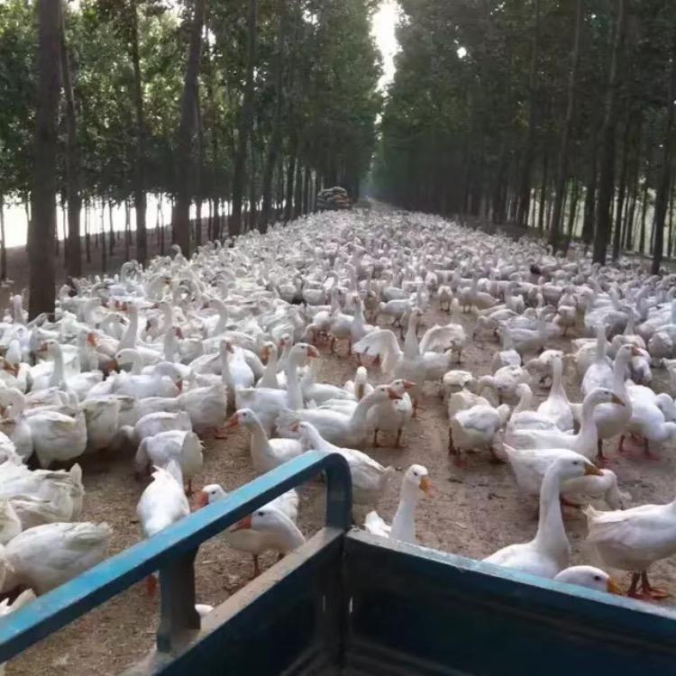 常年收购，下脚料
