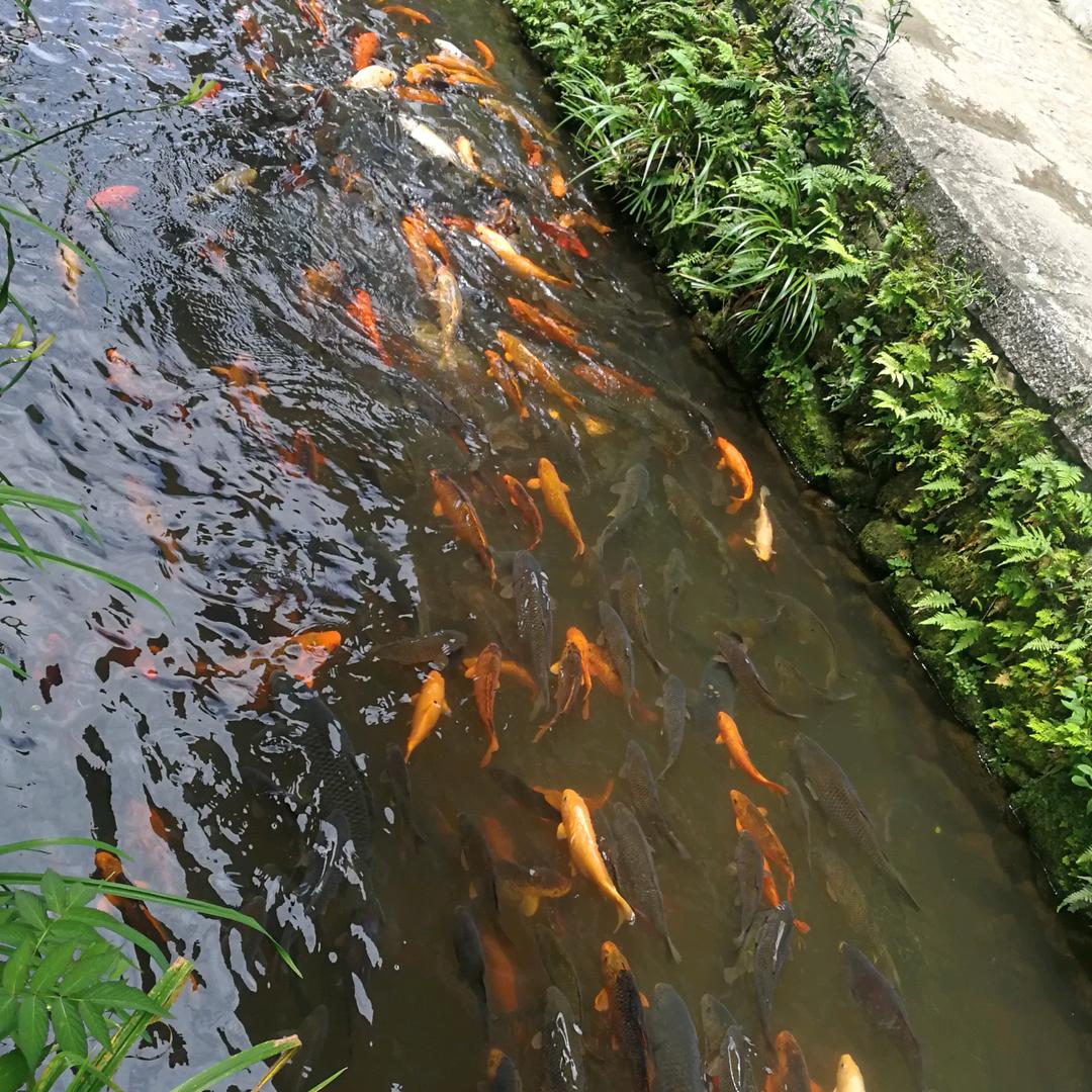玉