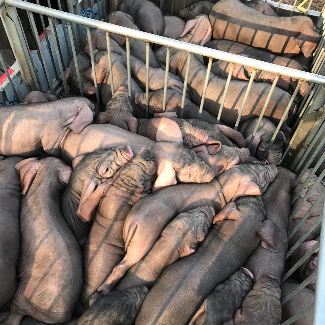 简阳市建兴猪苗销售经营部