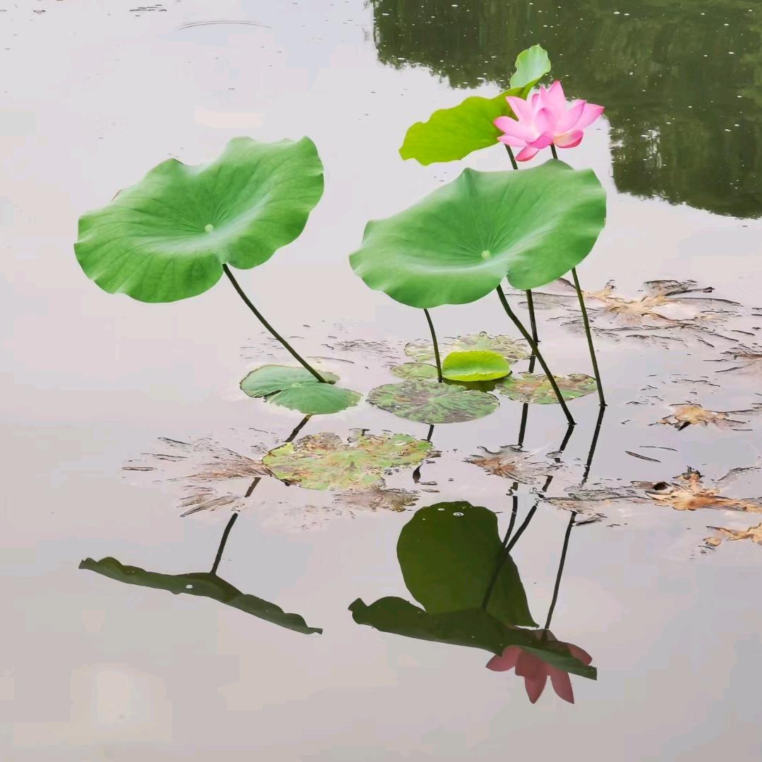 吴大大