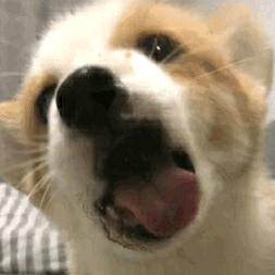 妞妞毛豆德隆咪咪