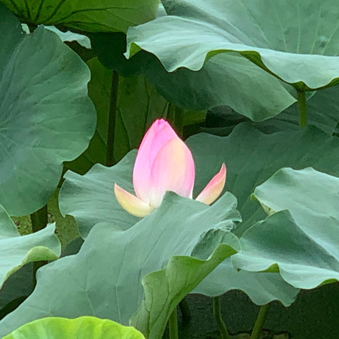 李文