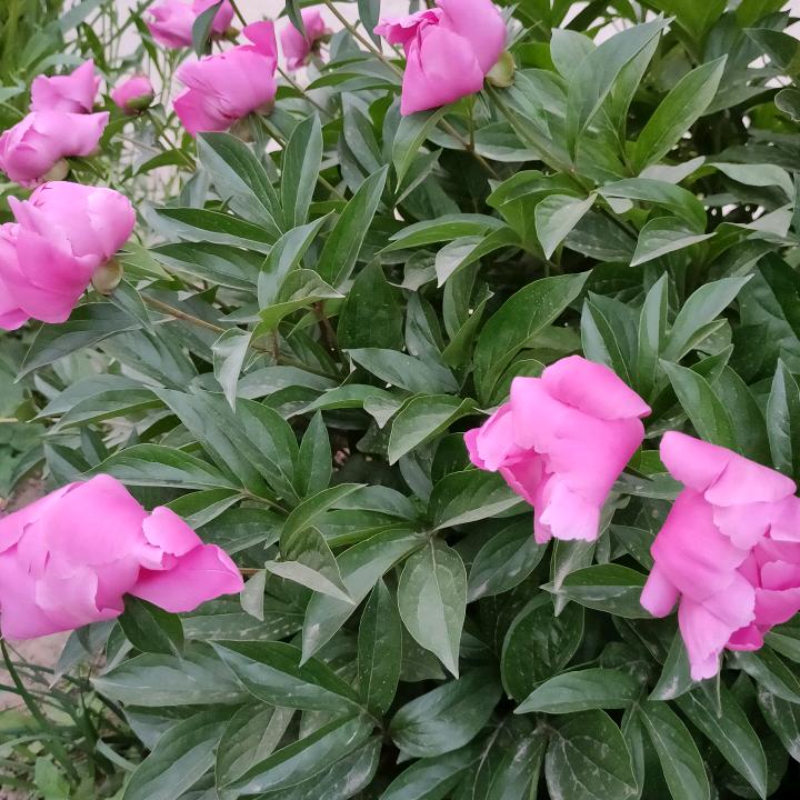春暖花开