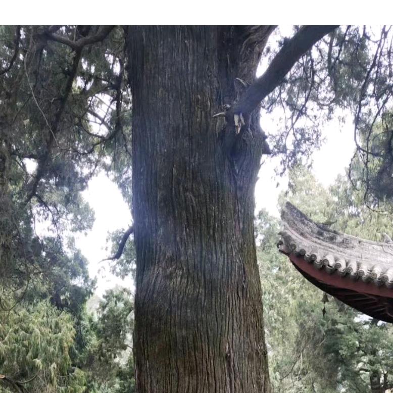 梓潼有个老顽童