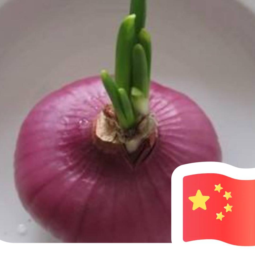 宋宋