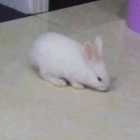 一小只