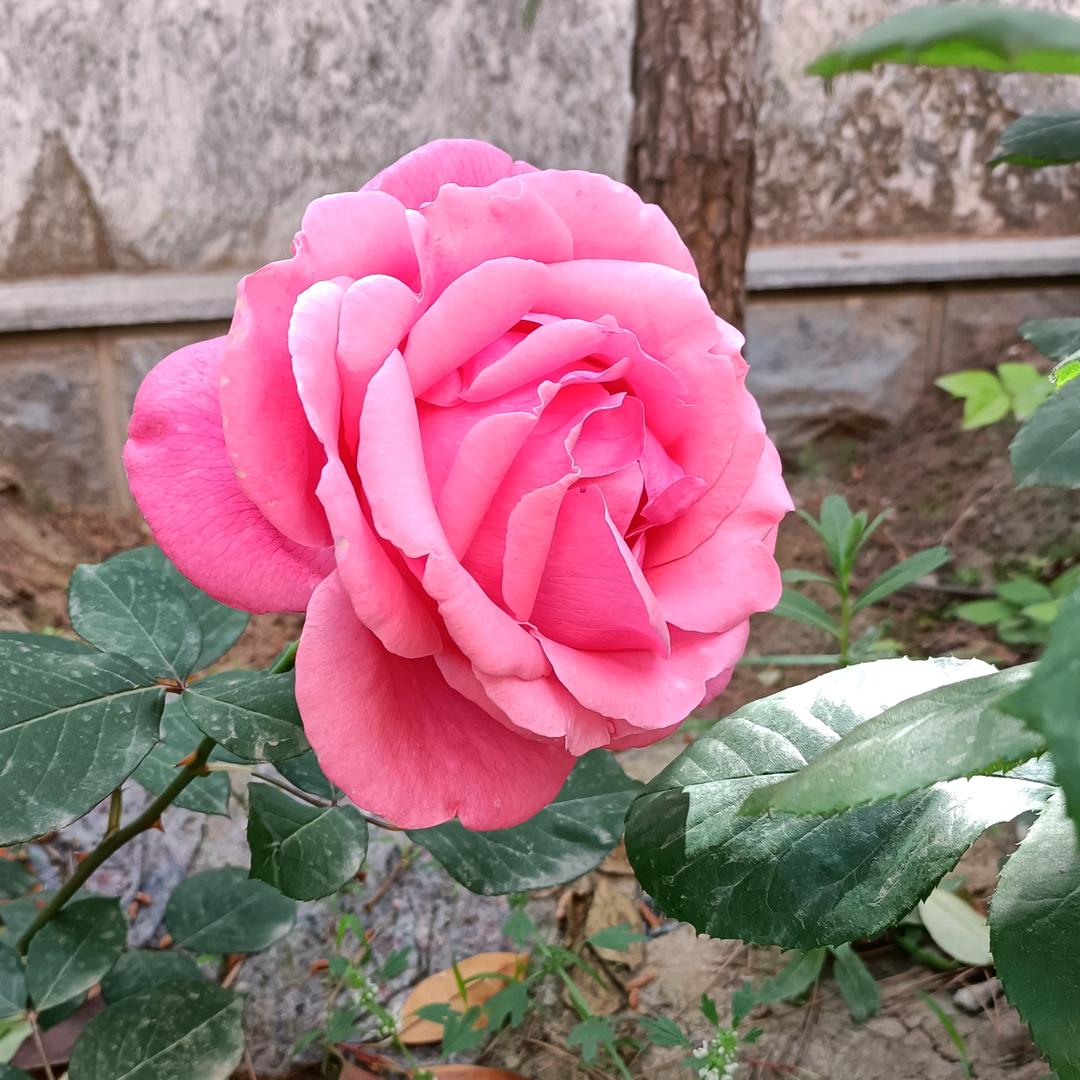 良晨高手