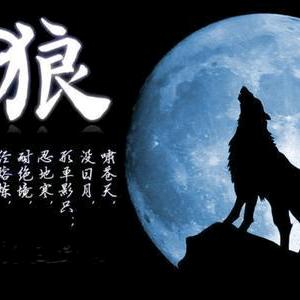 lonely wild wolf（商祺）