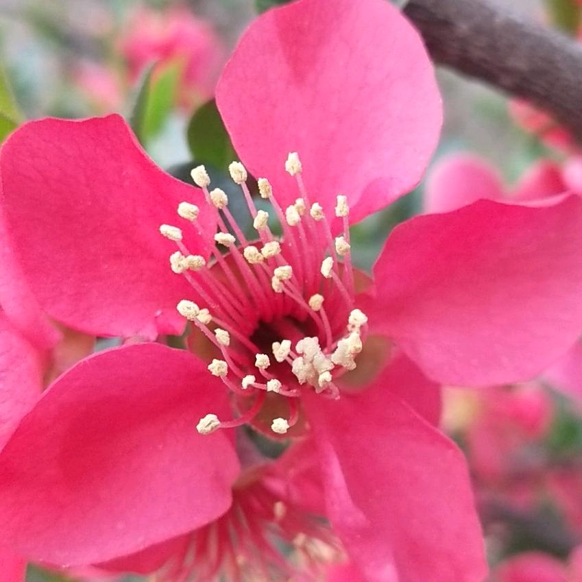 新花怒放